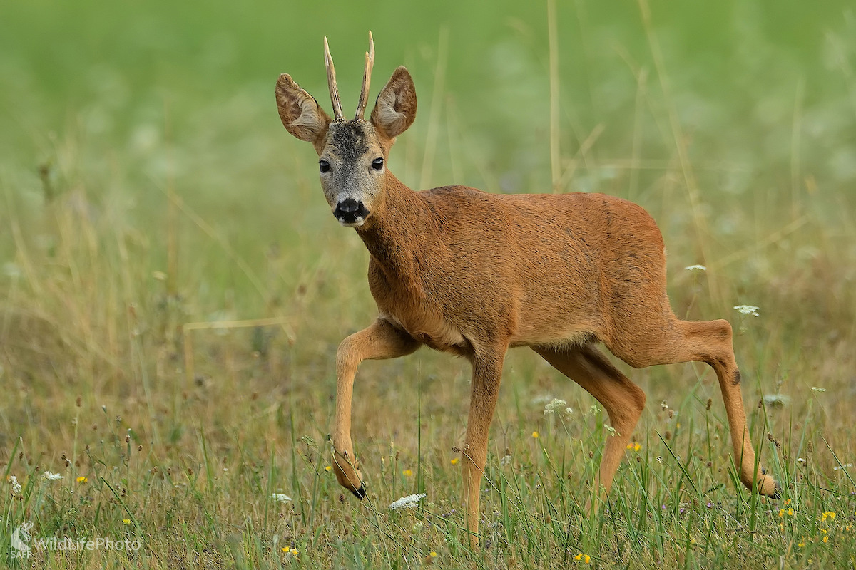 Privábený na hlas pokládanej srny (Vladimír Sabo)