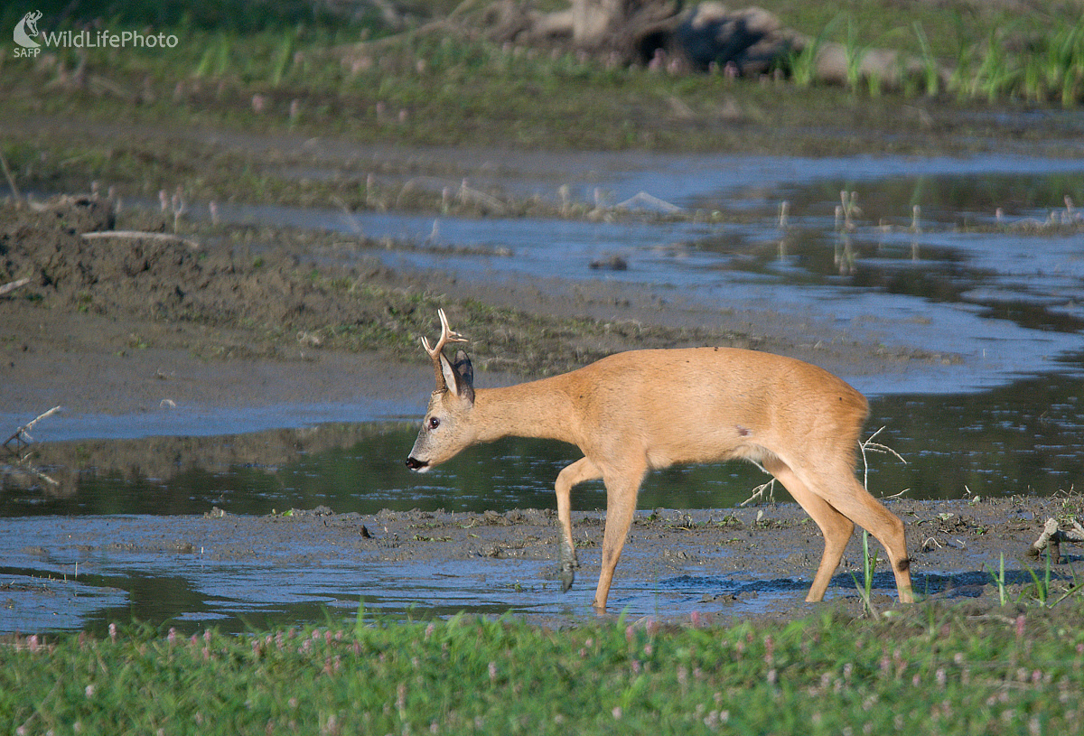 Cez bažiny (Milan Čierny)