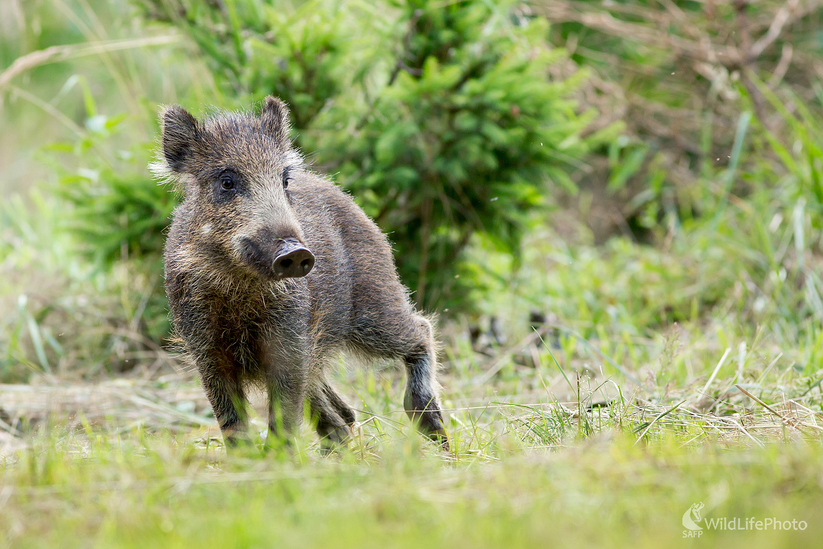 Prasiatko (Ladislav Dzivjak)