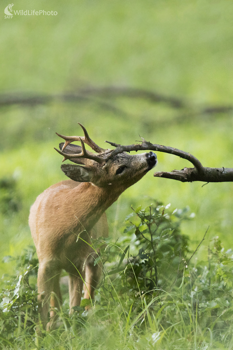 Značkovanie (Martin Vondra)