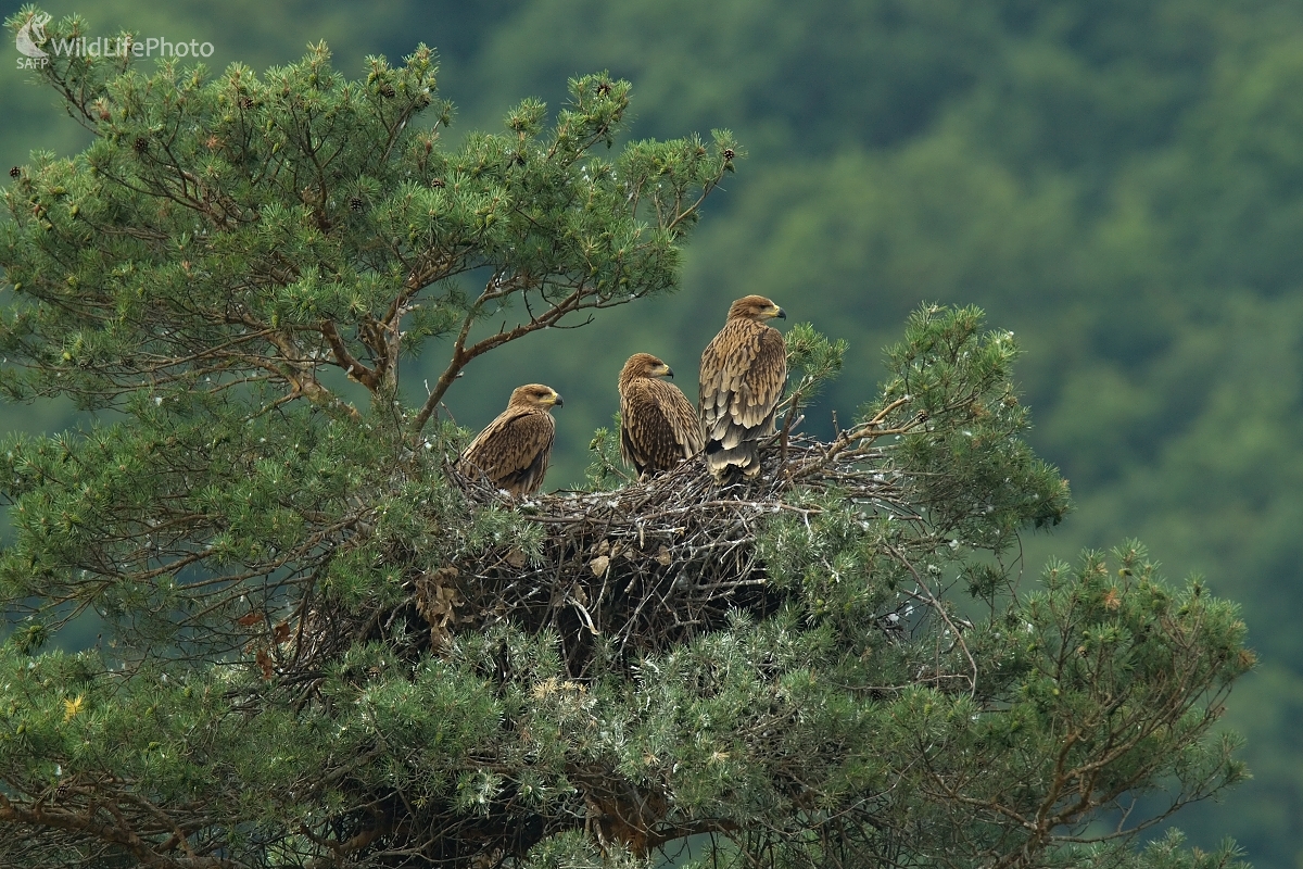Traja králi (Stanislav Harvančík)