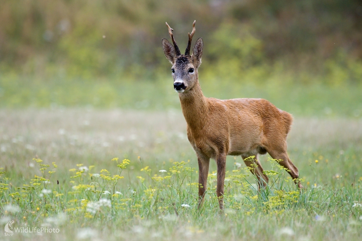 Srnec od bazy (František Hromada)