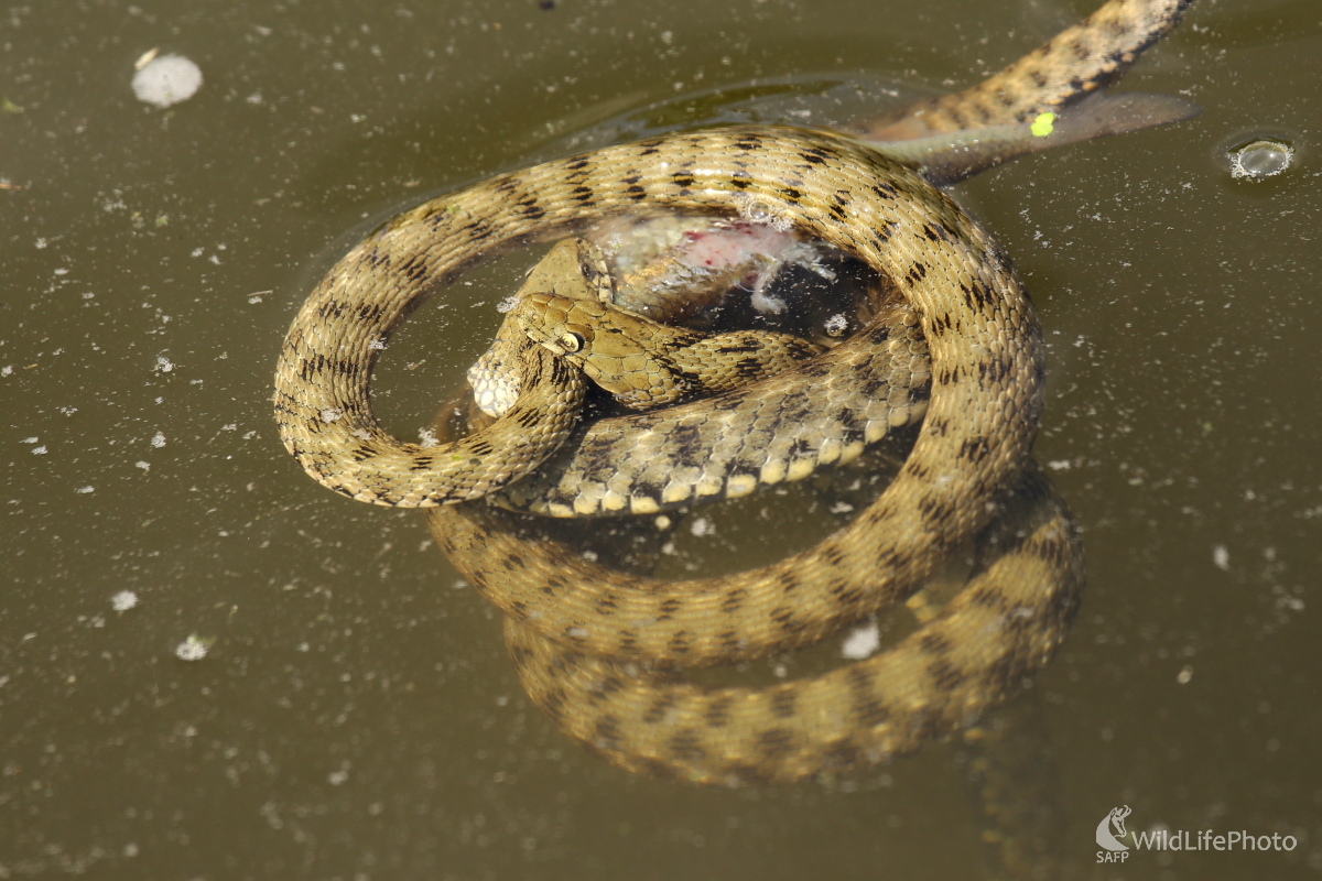Špirála smrti (Jaroslav Šubjak)