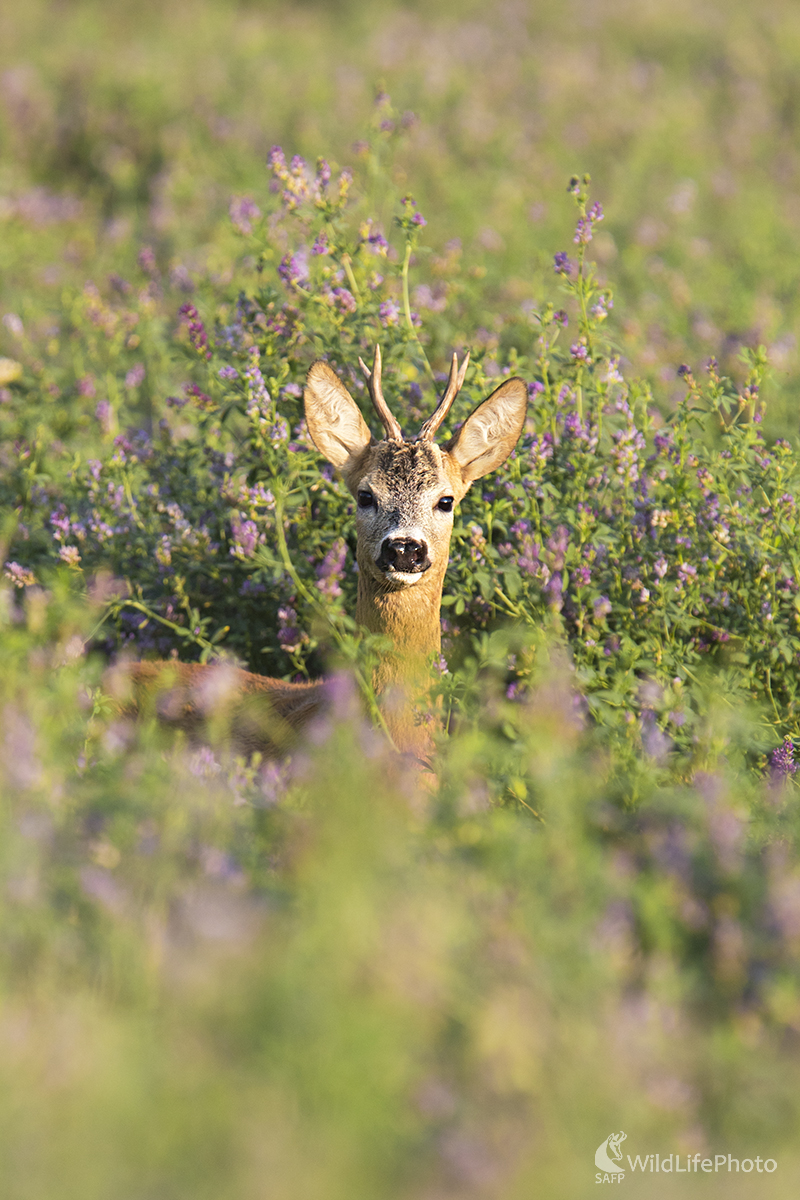 Vôňa kvetov (Martin Vondra)
