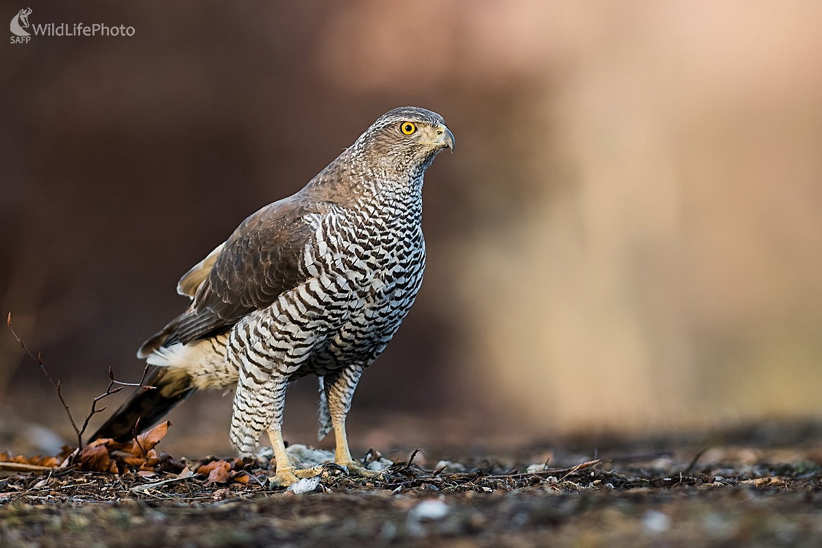 Jastrabica (Ľubomír Ondráško)