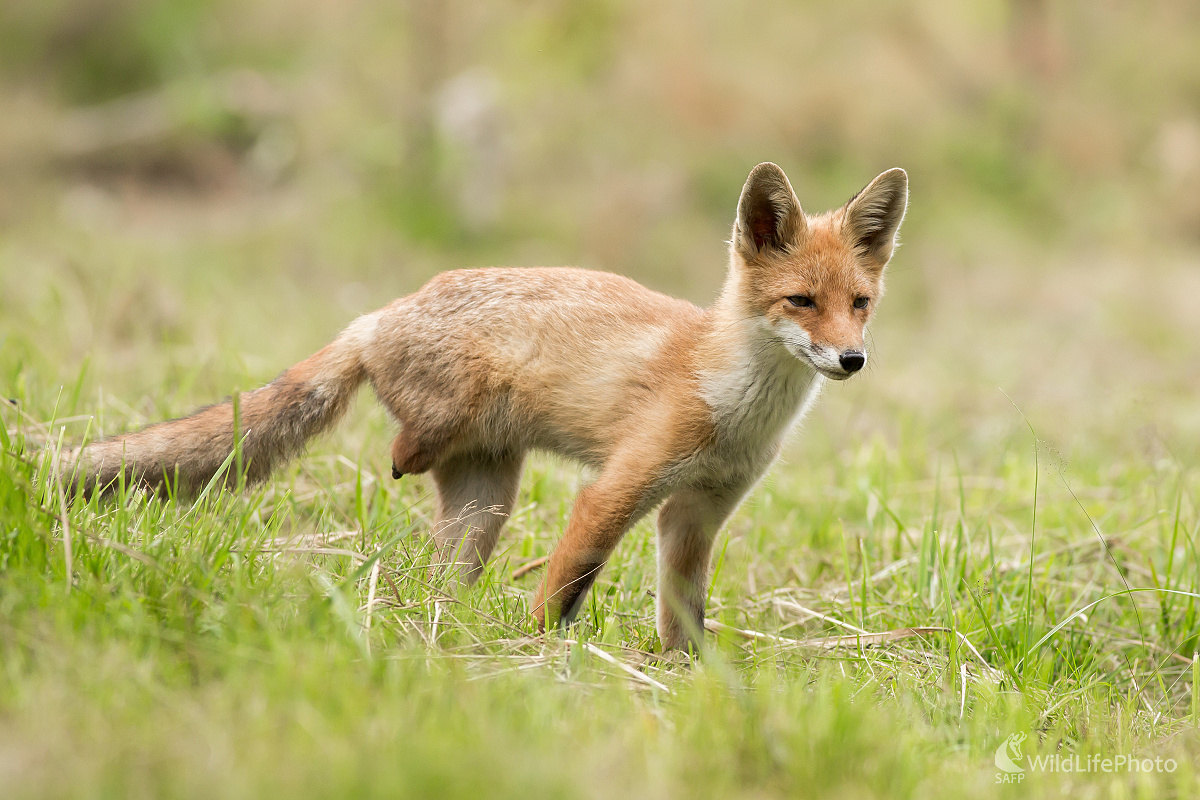 Príroda: Nádherná aj krutá (Ladislav Dzivjak)