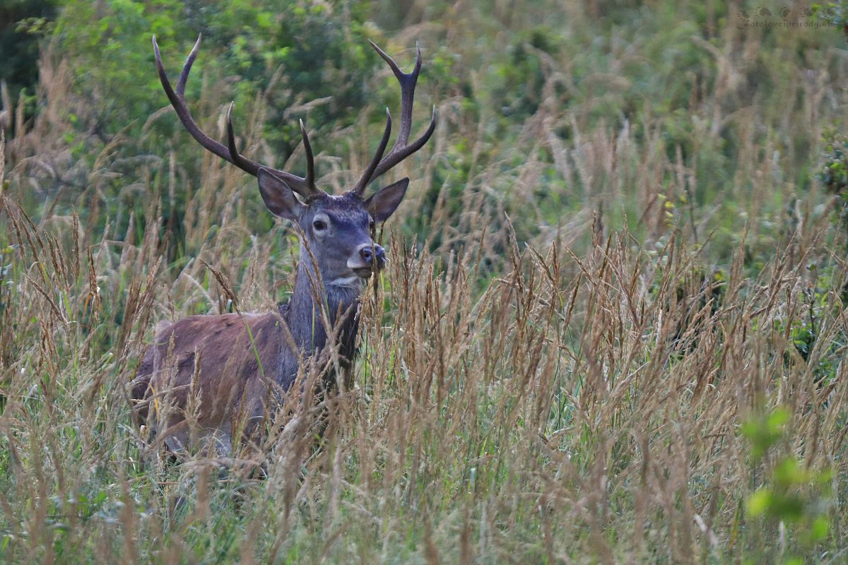 Skoro ráno (Erik Vondra)