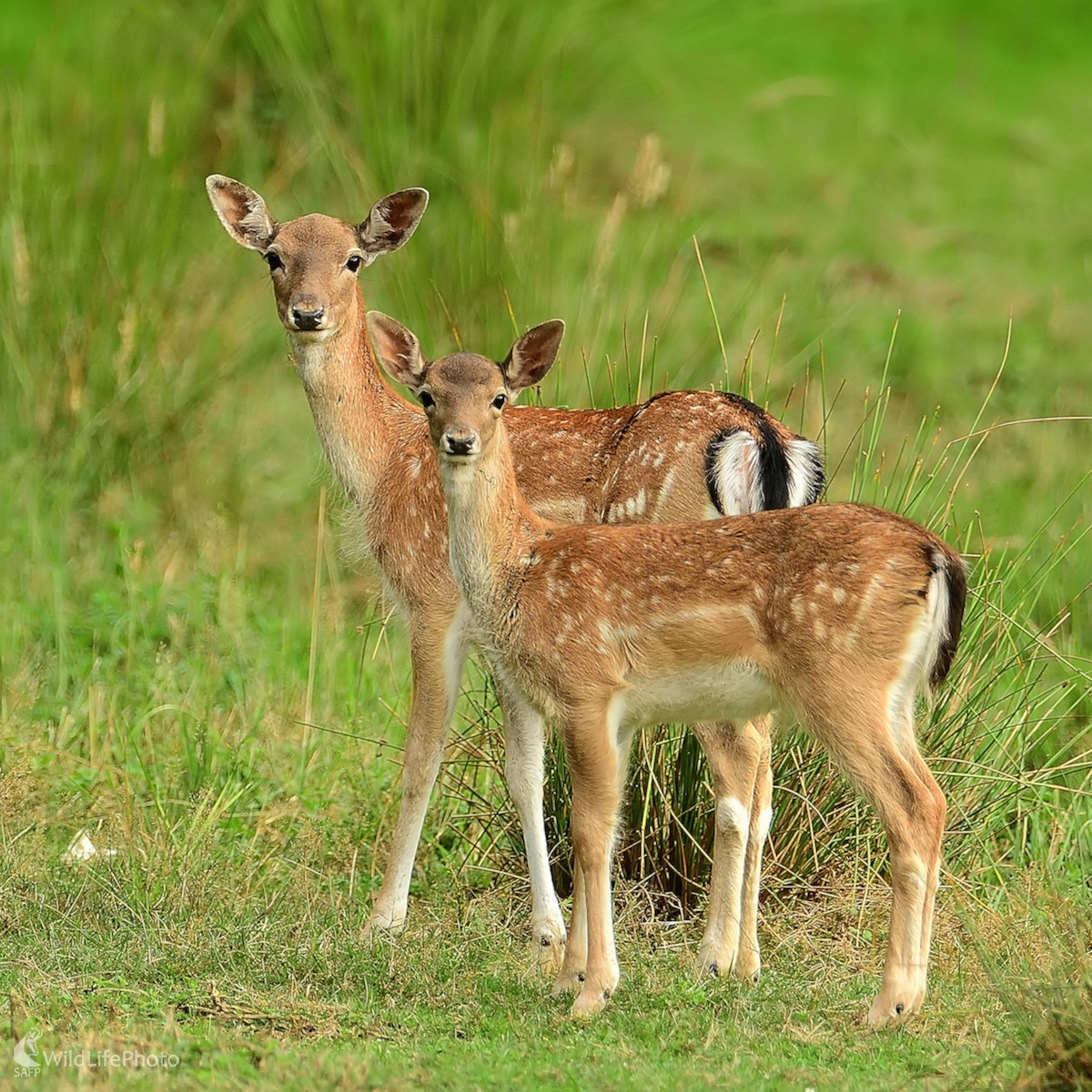 Dvojičky (Vladimír Sabo)