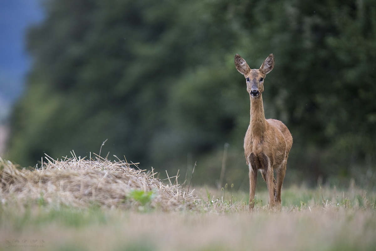 Keď praje vietor  (Erik Vondra)