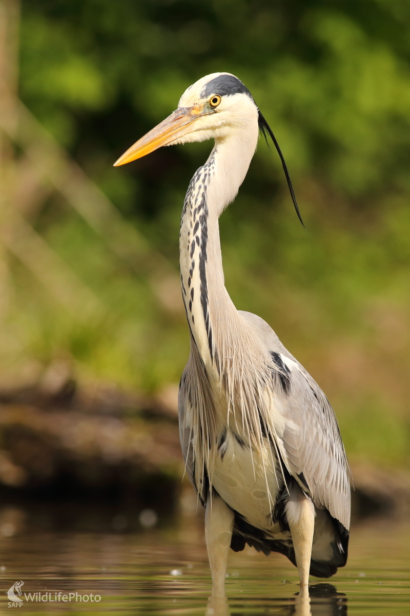 Úsmev prosím... (Jaroslav Šubjak)