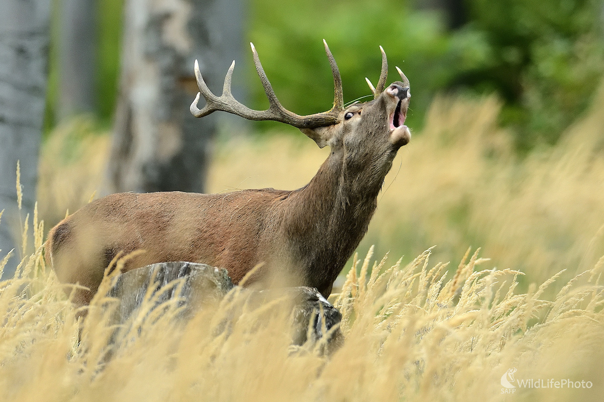 V KARPATSKÝCH BUČINÁCH... (Vladimír Sabo)