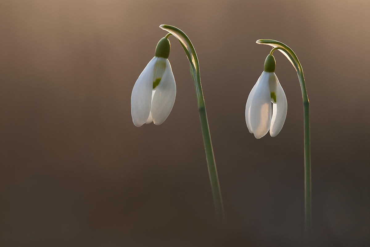 Snežienky (Peter Fodor)