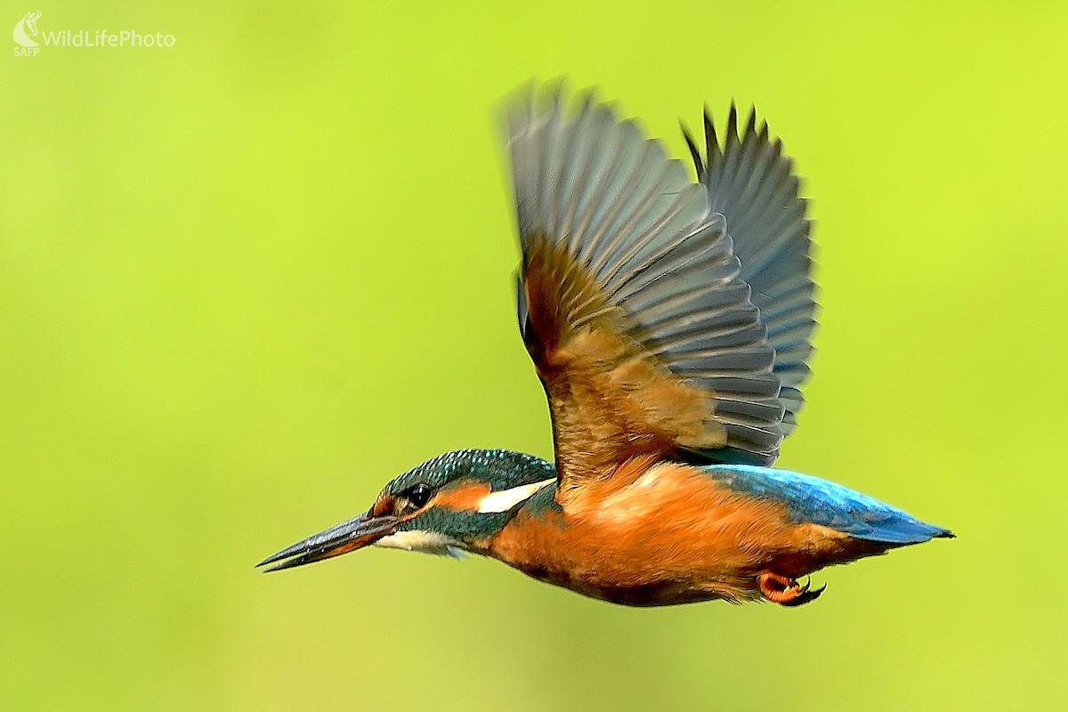 Torpédo (Vladimír Sabo)