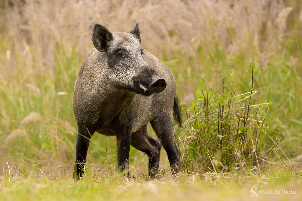 Sústredená (Ladislav Dzivjak)