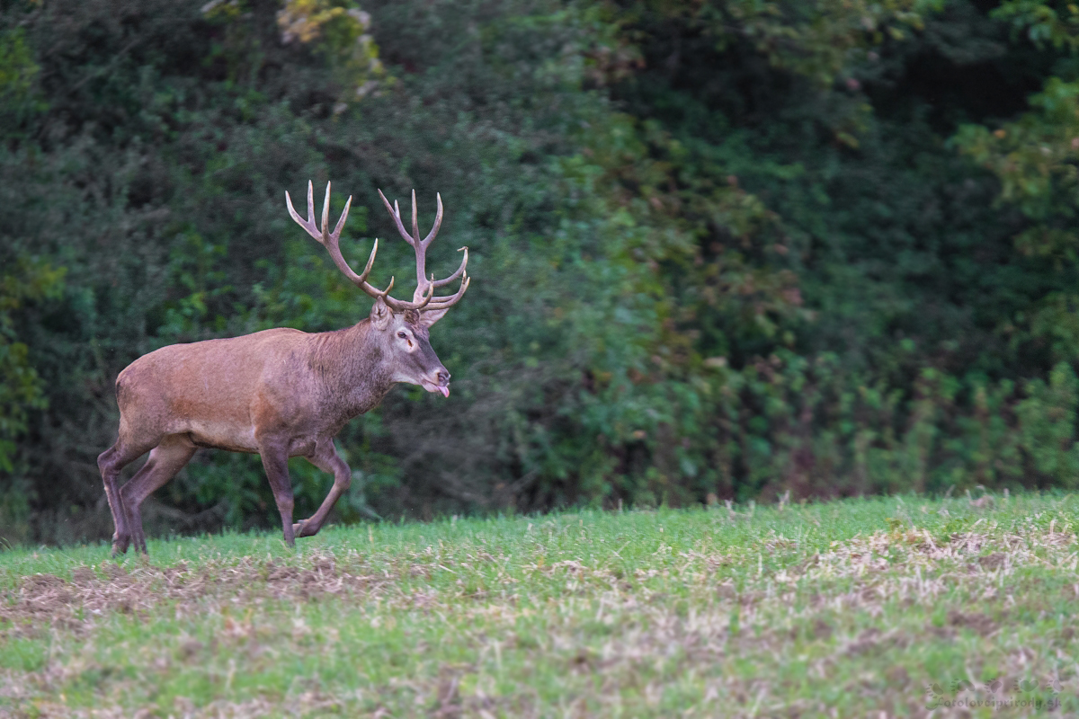 Ruja v plnom prúde (Erik Vondra)