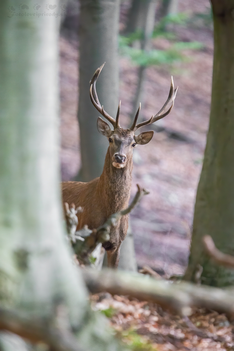 Nádejný mladík (Martin Vondra)