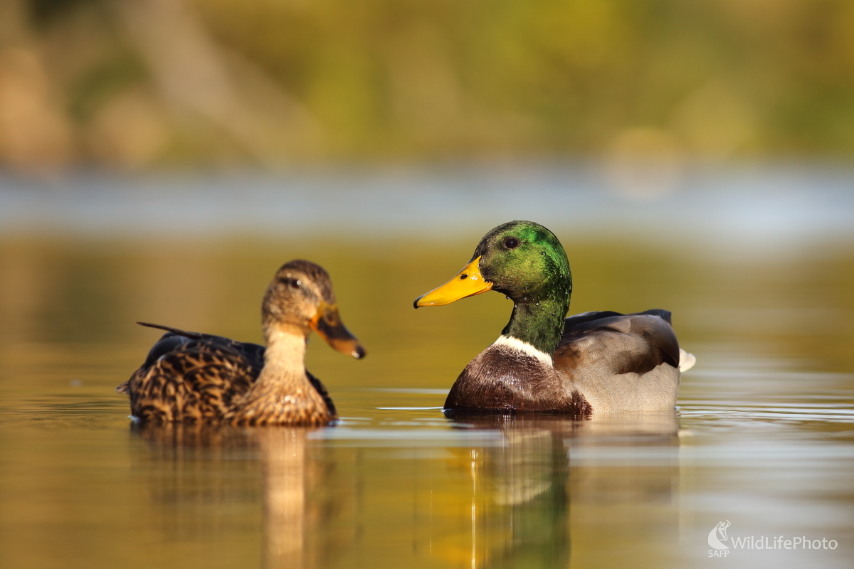 Na rannej vychádzke (Jaroslav Šubjak)