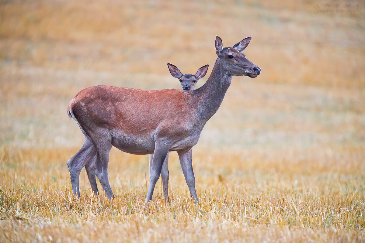 2 v 1  (Erik Vondra)