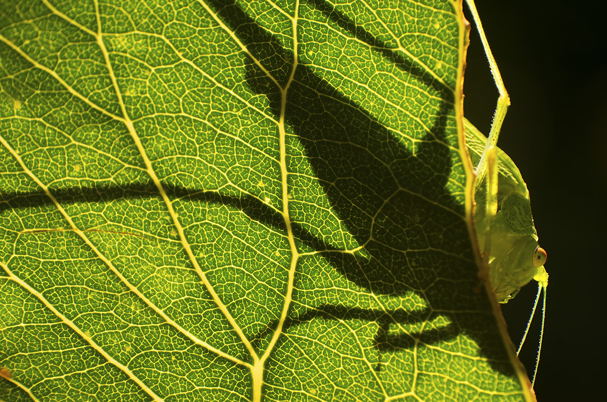 Kamufláž (Peter Fodor)