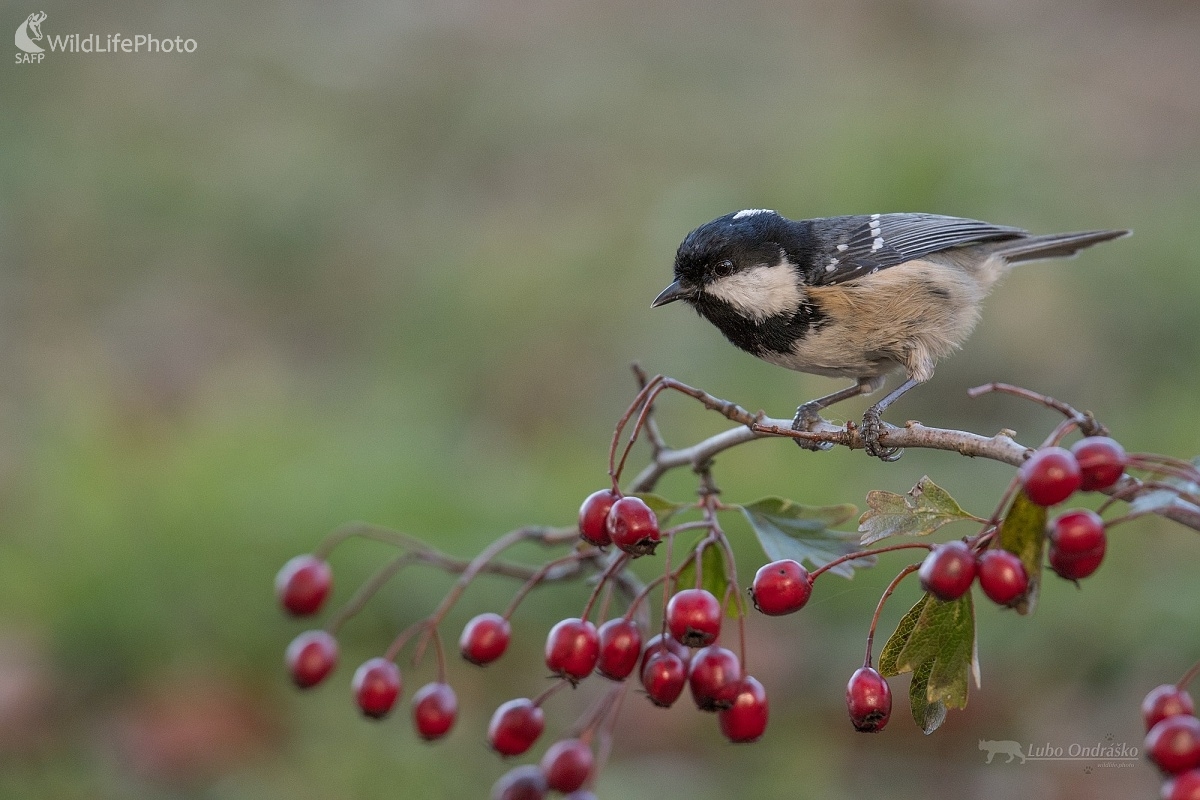 Sýkorka (Ľubomír Ondráško)