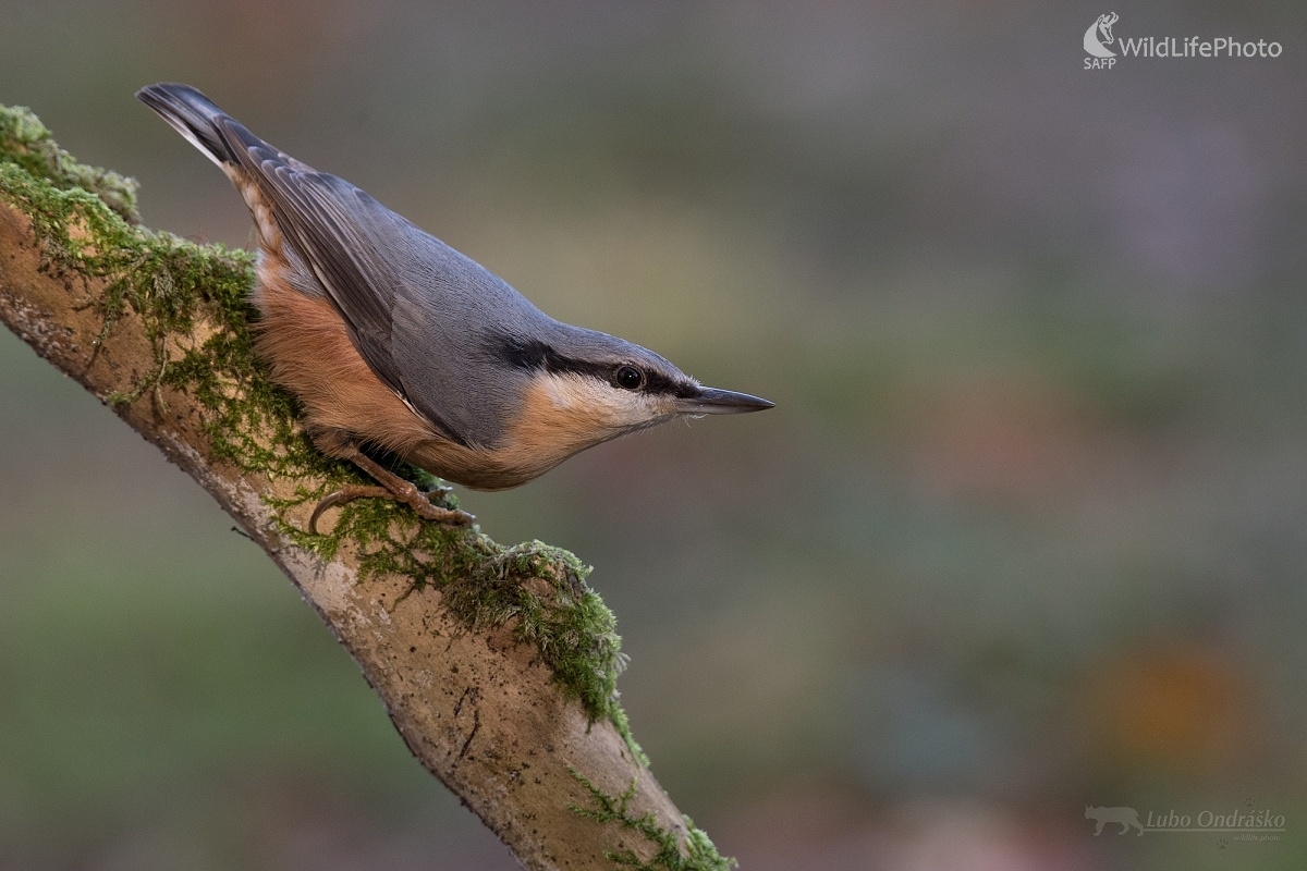Zvedavec (Ľubomír Ondráško)