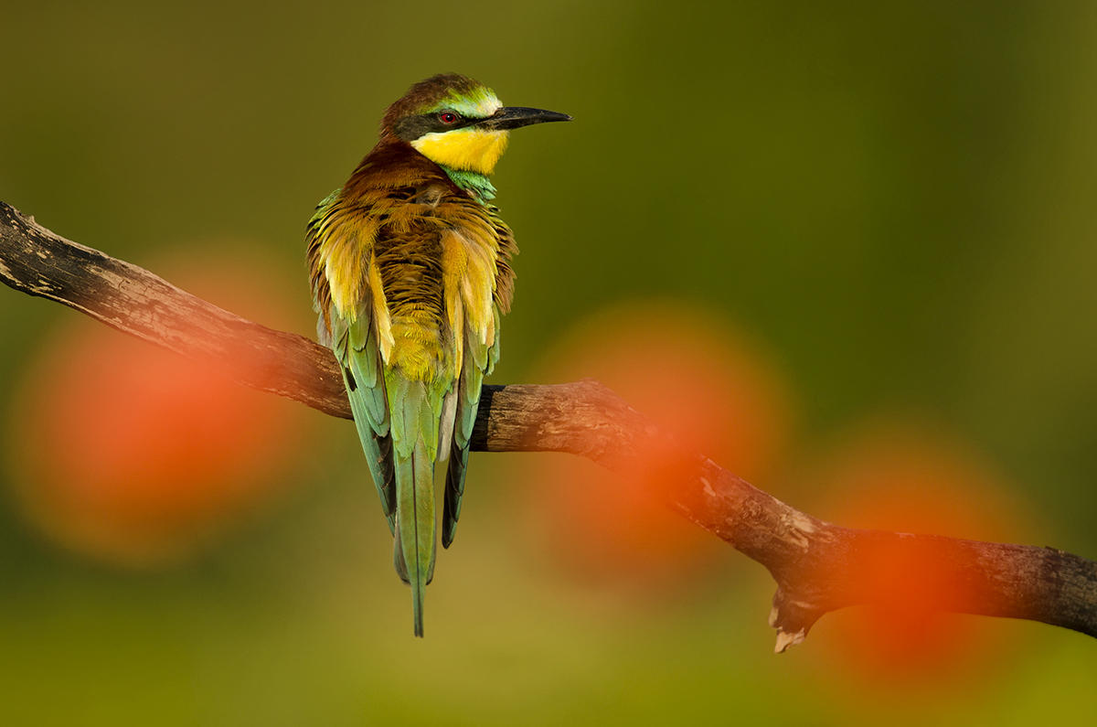Včelárik a vlčí mak (Peter Fodor)
