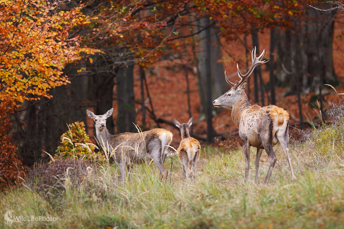 Rodinka ... (Marián Jamrich)