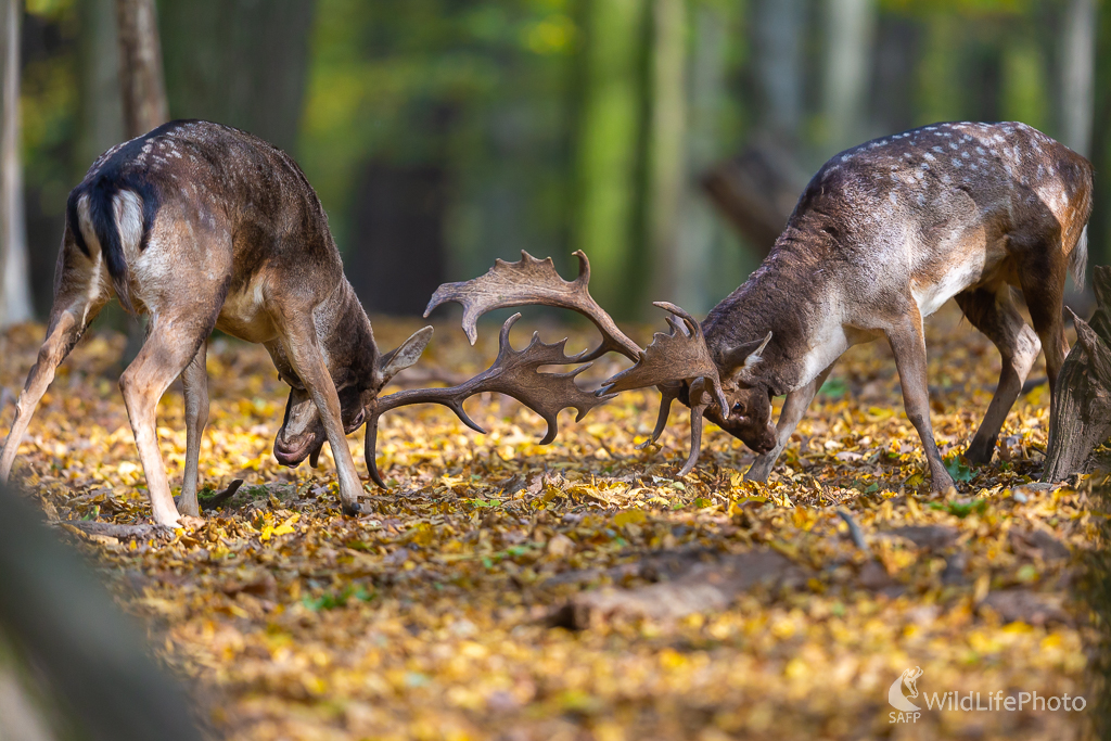 Daniel škvrnitý, Fallow deer (Dama dama) (Jaroslav Praženka)