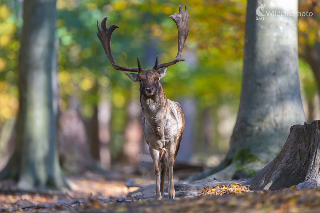 Daniel škvrnitý, Fallow deer (Dama dama) (Jaroslav Praženka)