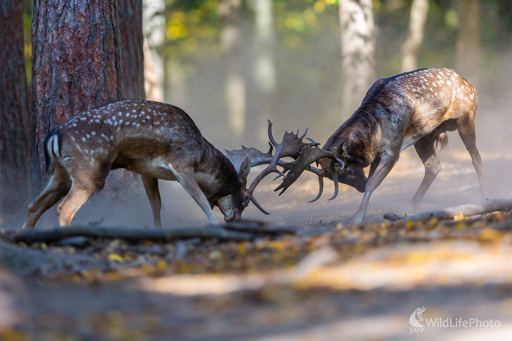 Daniel škvrnitý, Fallow deer (Dama dama) (Jaroslav Praženka)