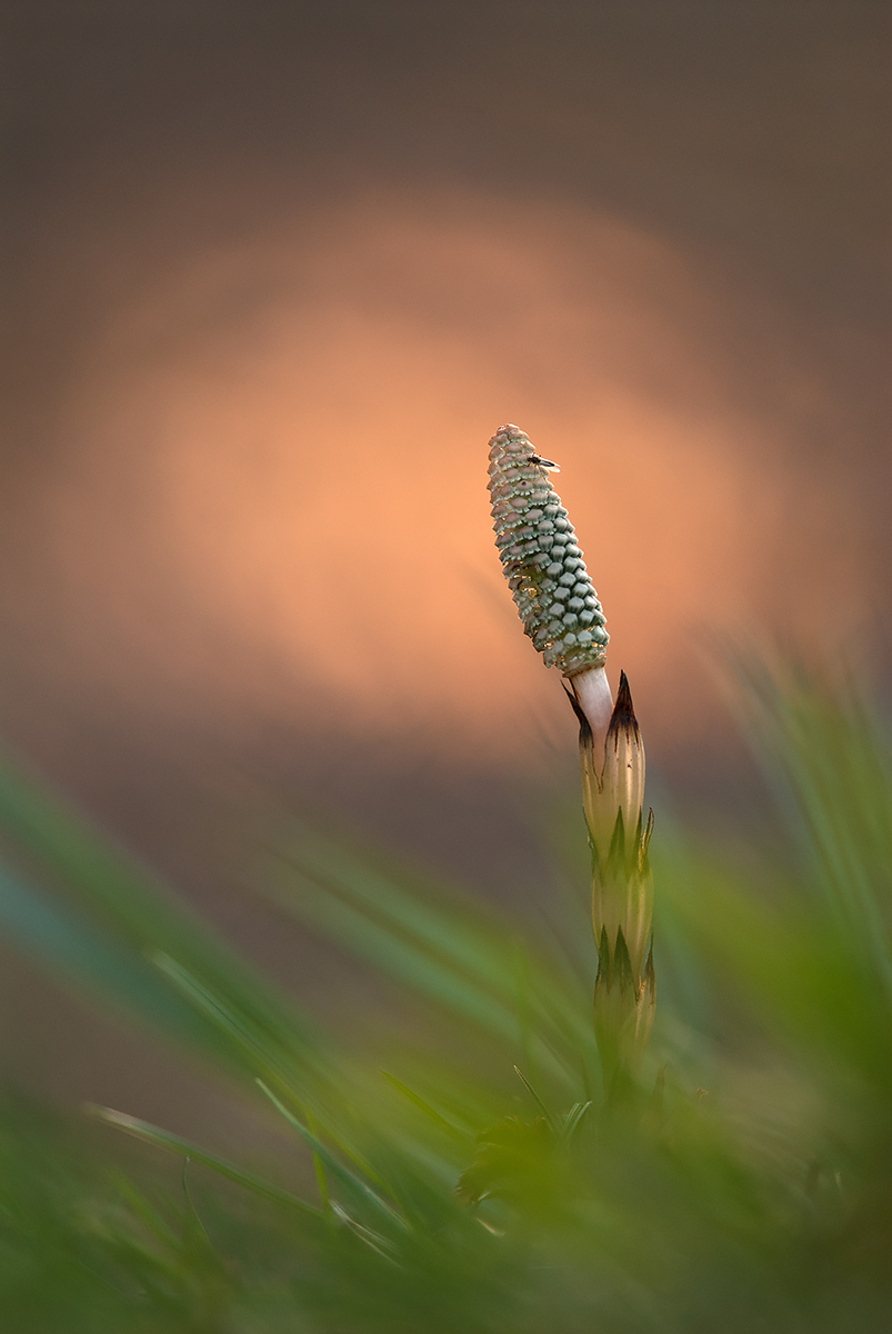 Pri rieke (Peter Fodor)