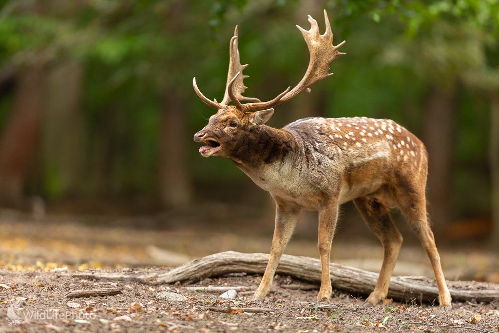 Daniel škvrnitý, Fallow deer (Dama dama) (Jaroslav Praženka)