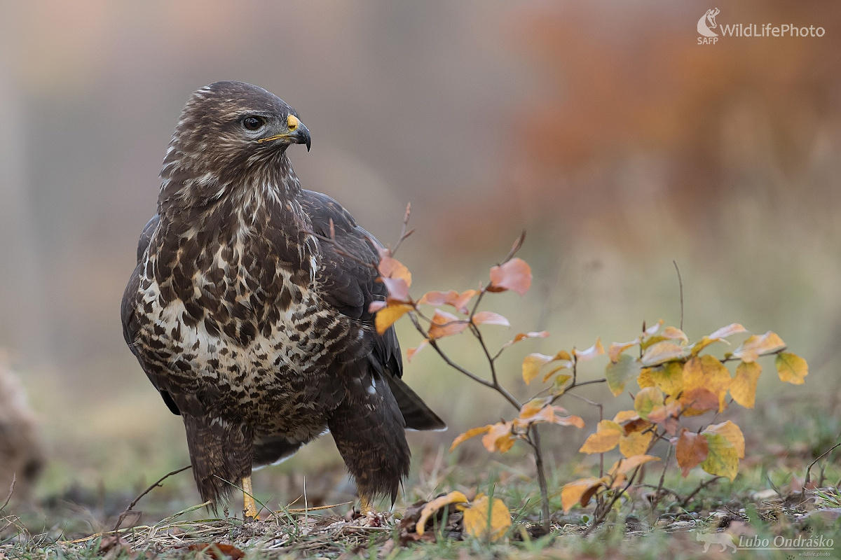 Miško (Ľubomír Ondráško)