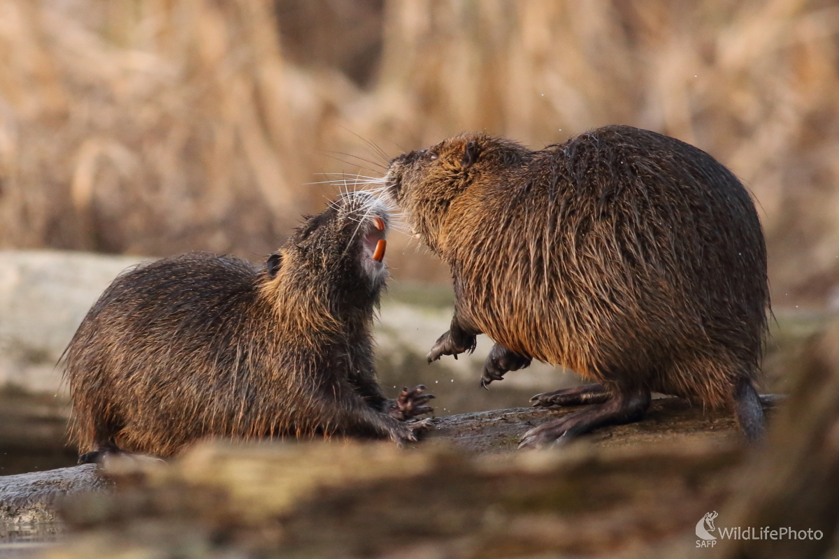 Súboj... (Jaroslav Šubjak)