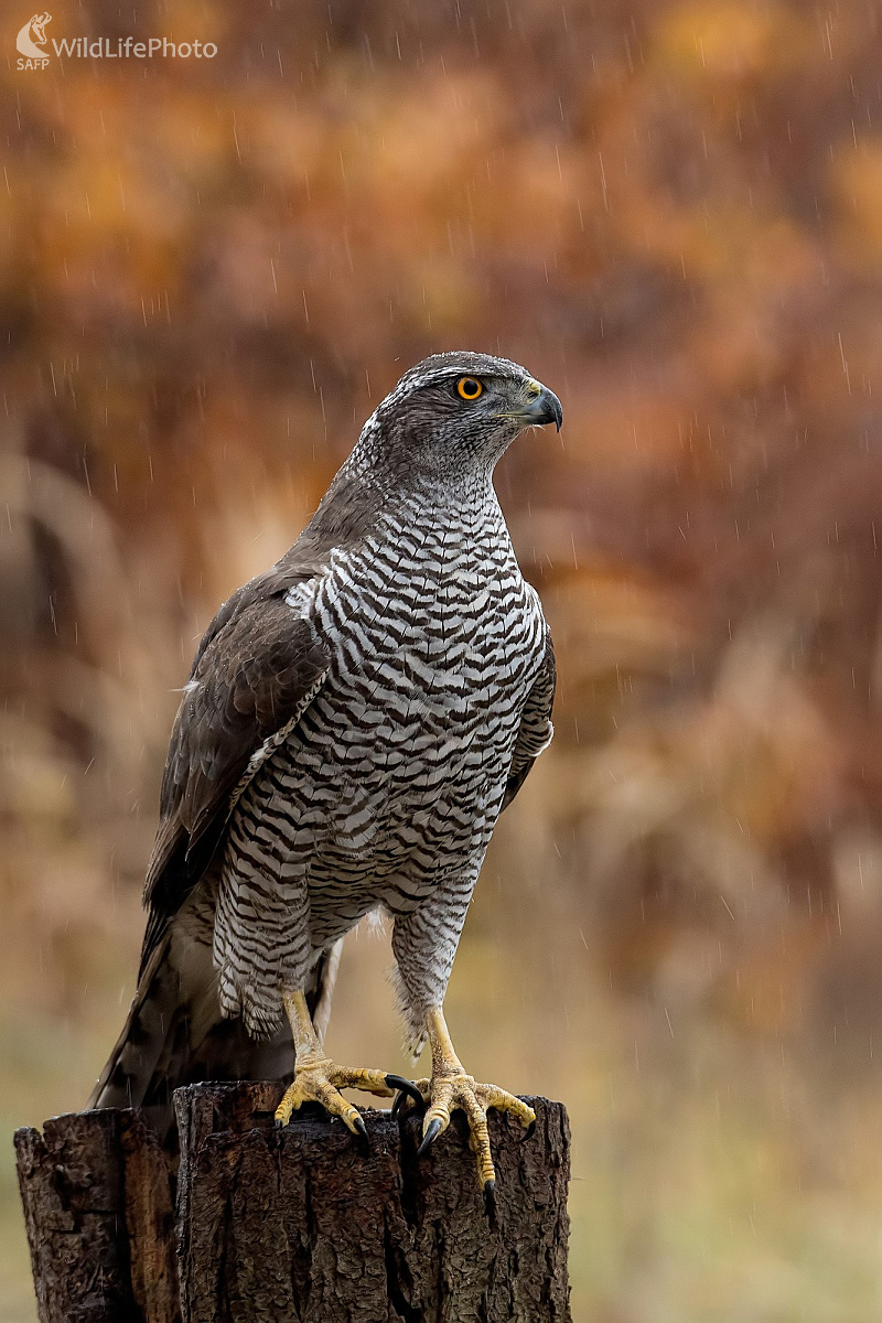 Na love (Ľubomír Ondráško)