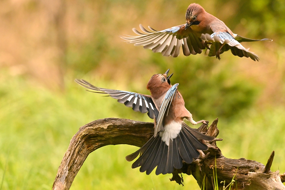 ... hádka ... (Dušan Majerník)