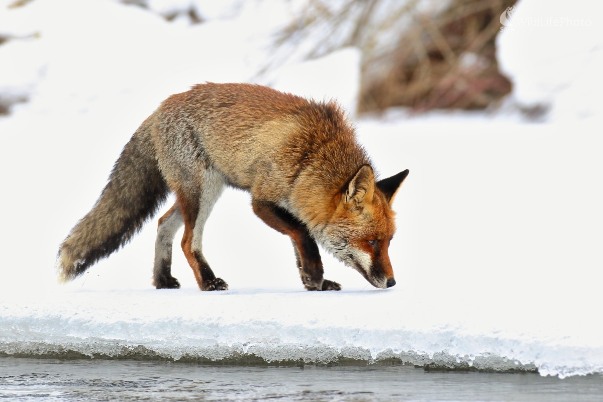 S nízkym nosom (Vladimír Michalec)