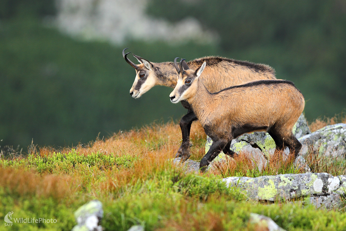 Na hrebeni ... (Marián Jamrich)