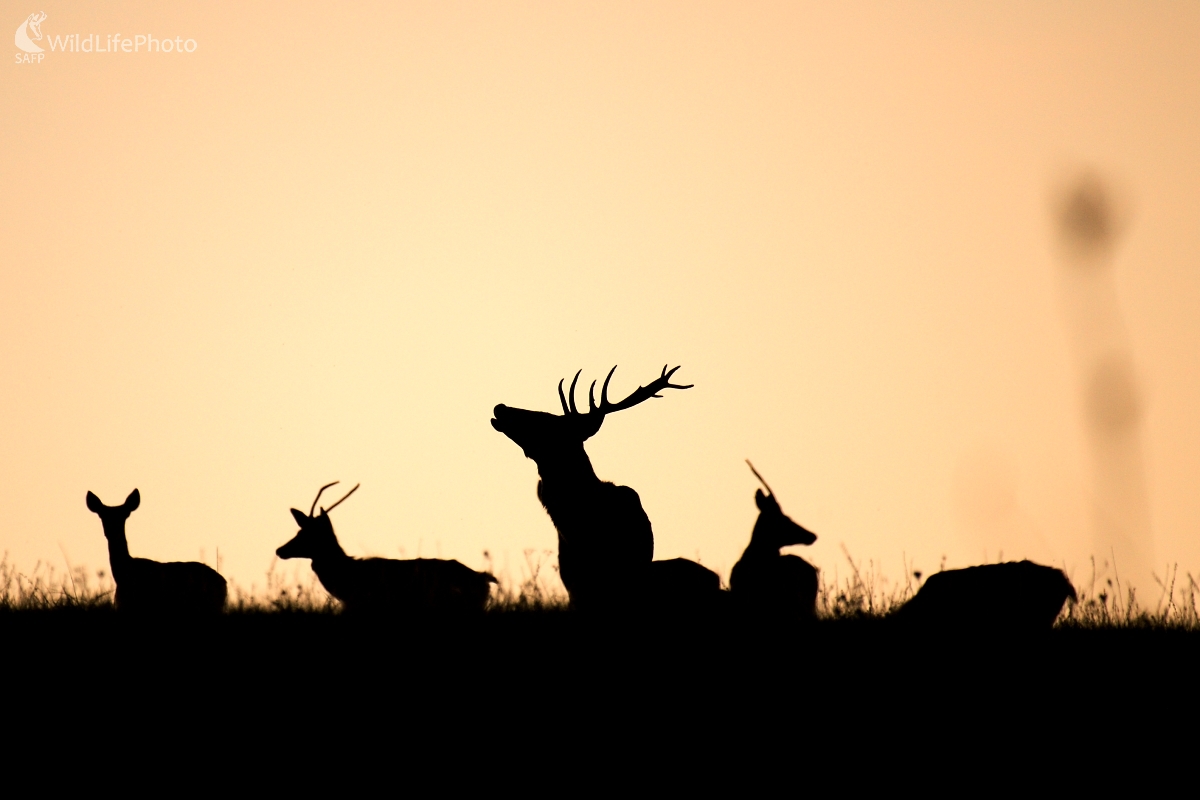 Ticho jesenného večera (František Hromada)