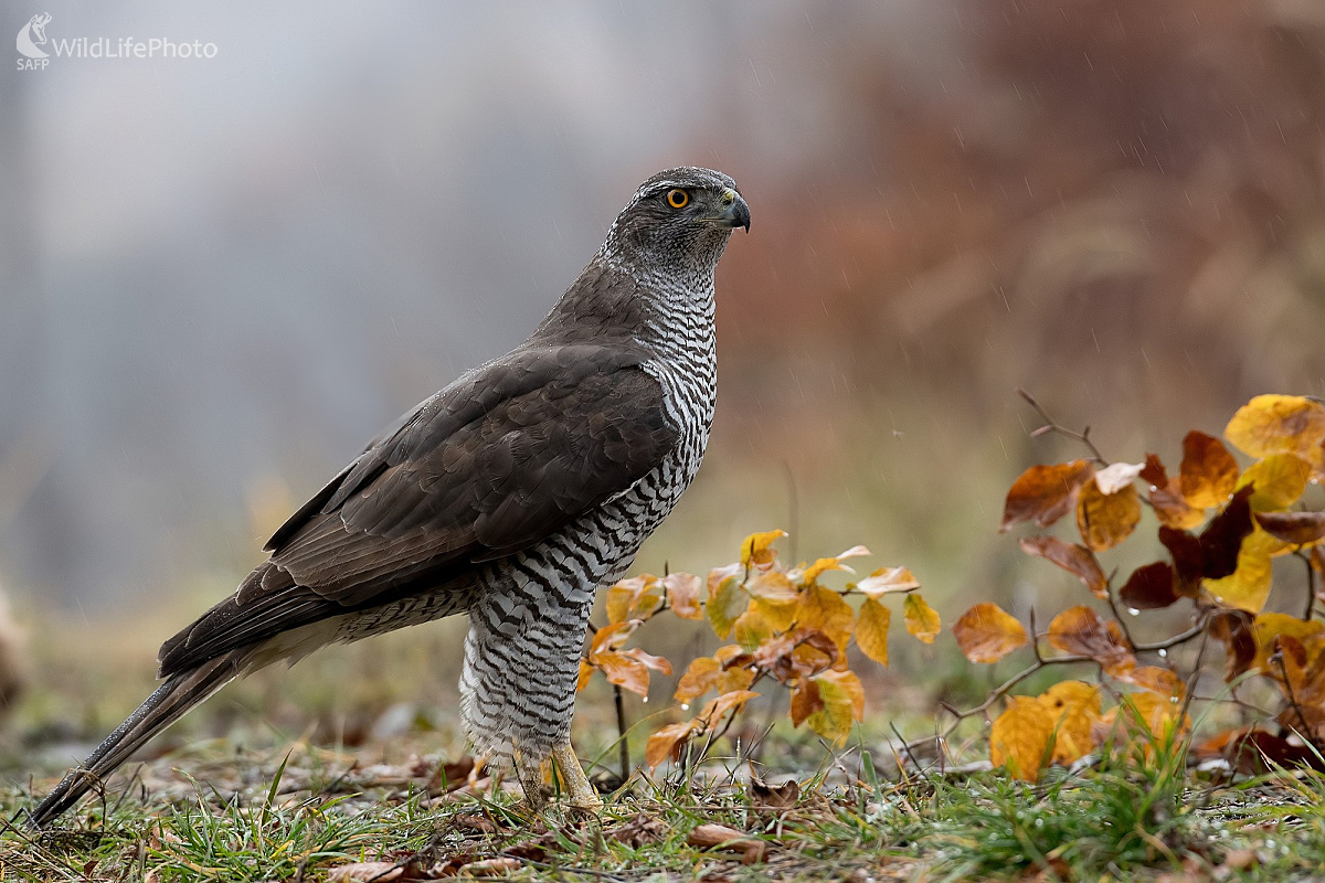 V daždi (Ľubomír Ondráško)