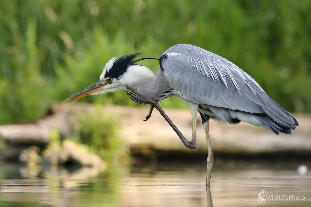 Trochu sa poškrabkám... (Jaroslav Šubjak)
