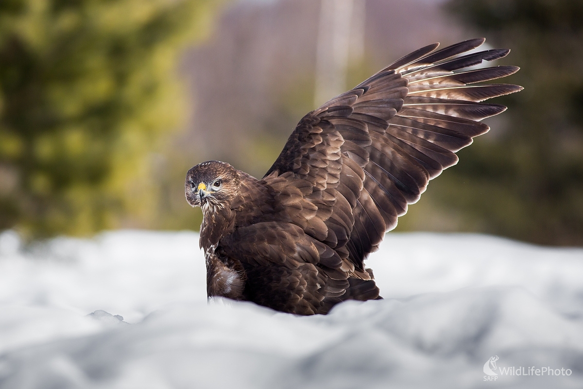Myšiak hôrný - Buteo buteo (Ladislav Dzivjak)