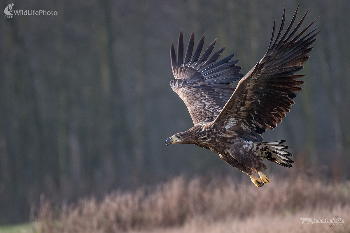 Letovka (Ľubomír Ondráško)