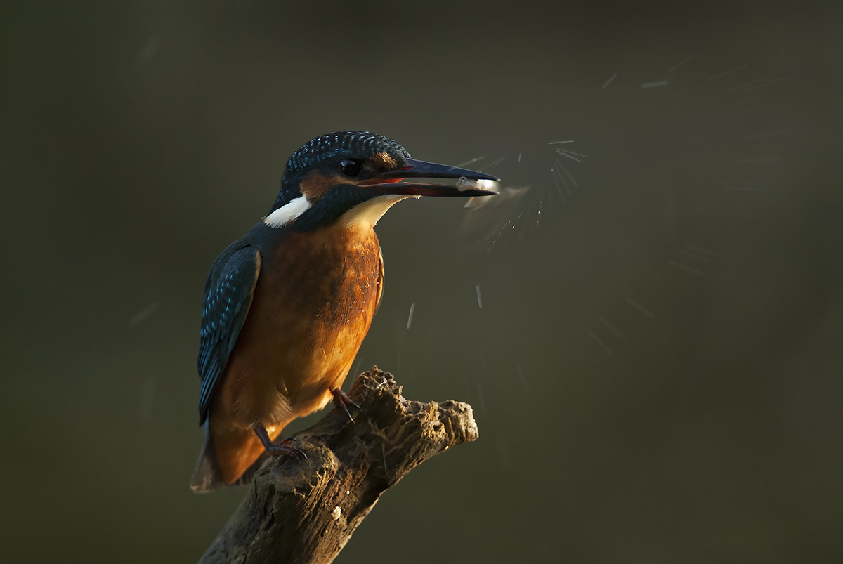Posledné pohyby... (Peter Fodor)