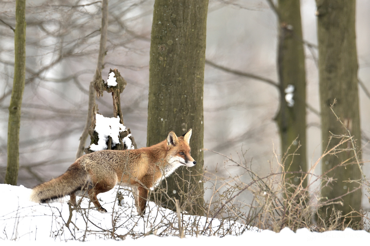 Na love (Vladimír Sabo)