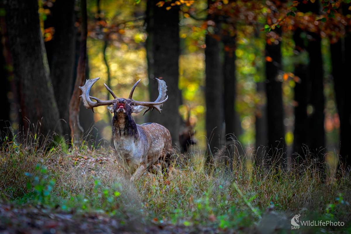 Výzva (Miroslav Ondruš)