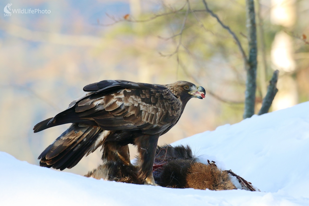 Na kadáveri (Vladimír Michalec)