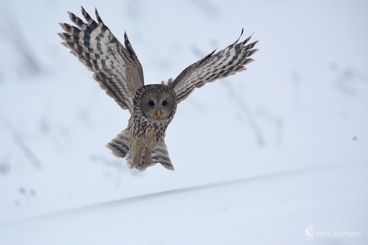 Uralka (František Hromada)