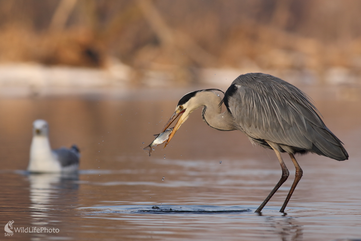 Šikovnejší lovec (Jaroslav Šubjak)
