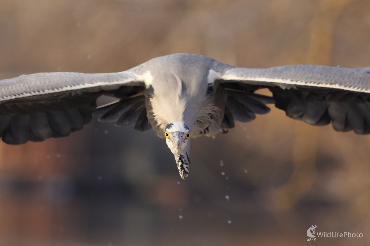 Nebezpečný nálet (Jaroslav Šubjak)